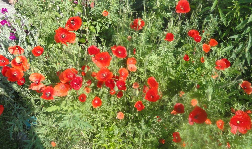 Ruhige Wohnung Mit Schoenem Eigengarten In Seeboden Am Millstaettersee Екстериор снимка